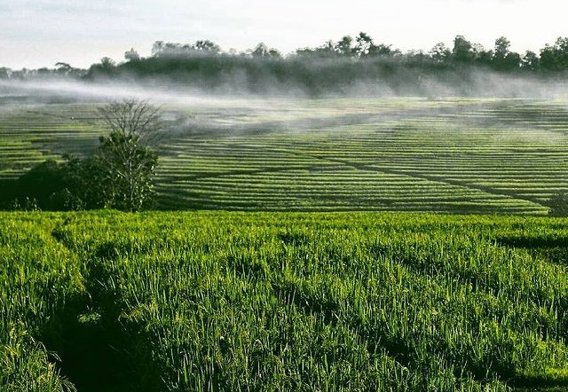 Sawah Bertingkat Bantul Metro